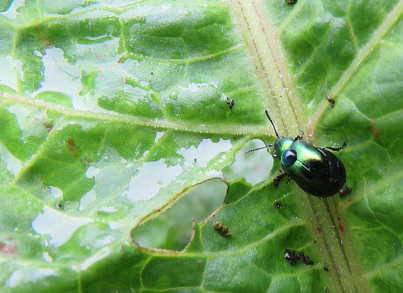  Green Dock Beetle